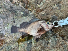 シロメバルの釣果