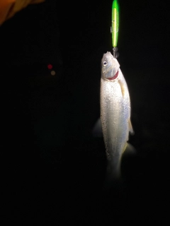 ウグイの釣果