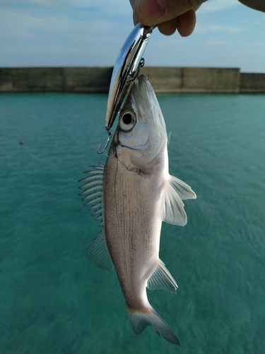 ヒラスズキの釣果