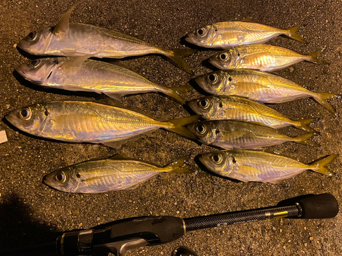 アジの釣果