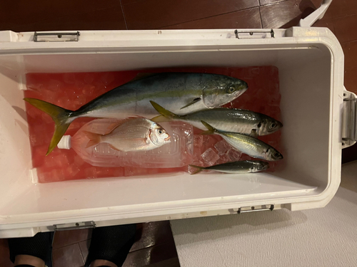 ハナダイの釣果