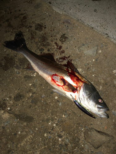 スズキの釣果