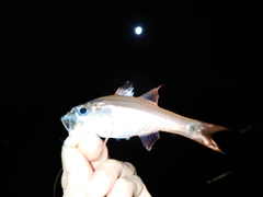 ネンブツダイの釣果