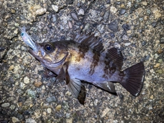 メバルの釣果