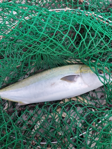 ハマチの釣果