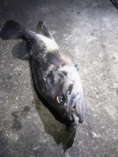 クロソイの釣果