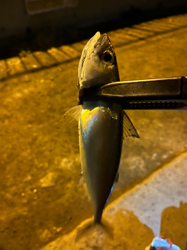 サバの釣果