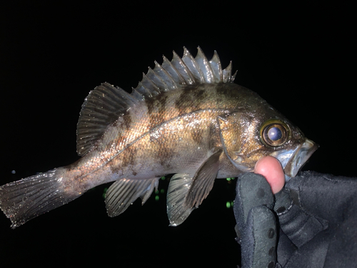 メバルの釣果