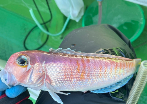 アマダイの釣果