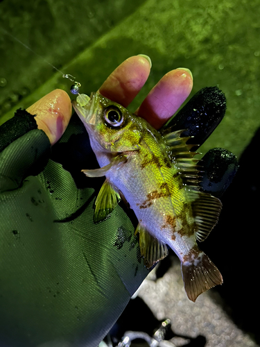 アオメバルの釣果