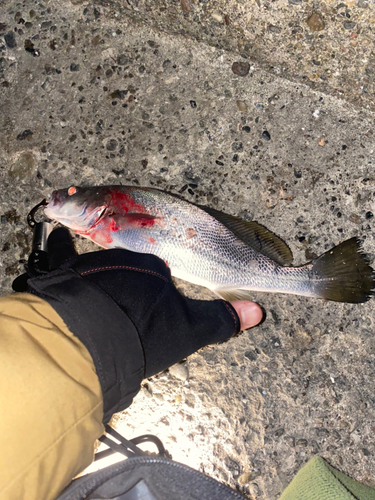 ニベの釣果