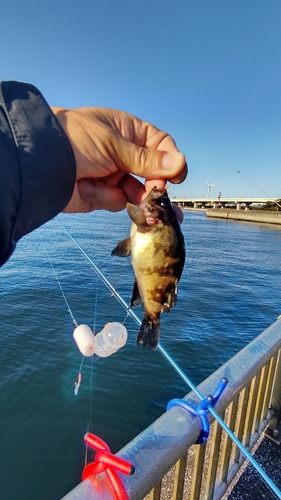 メバルの釣果