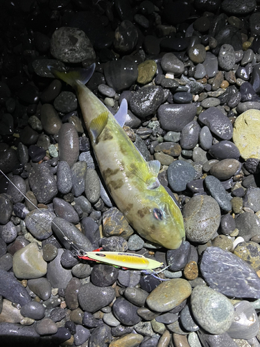 シロサバフグの釣果