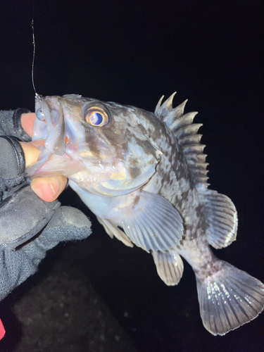 クロソイの釣果