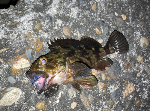 カサゴの釣果