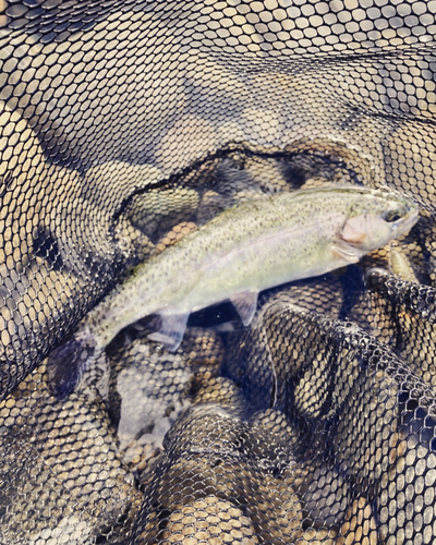 レインボートラウトの釣果