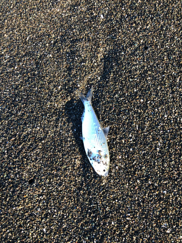 コハダの釣果