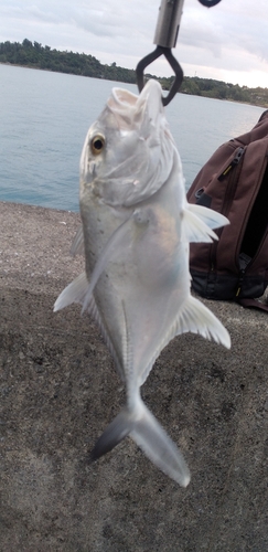 ロウニンアジの釣果