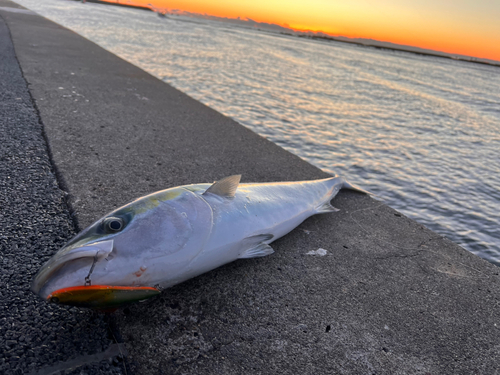 ワラサの釣果