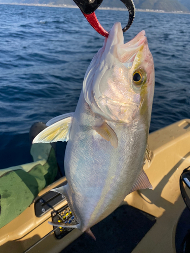 オオモンハタの釣果