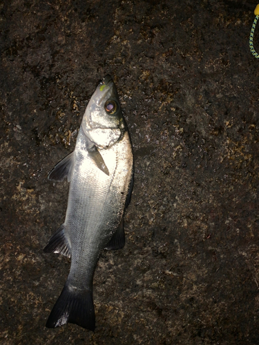 セイゴ（ヒラスズキ）の釣果