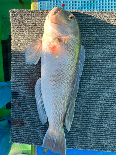 シロアマダイの釣果