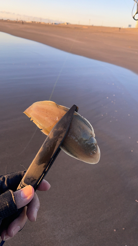 シタビラメの釣果