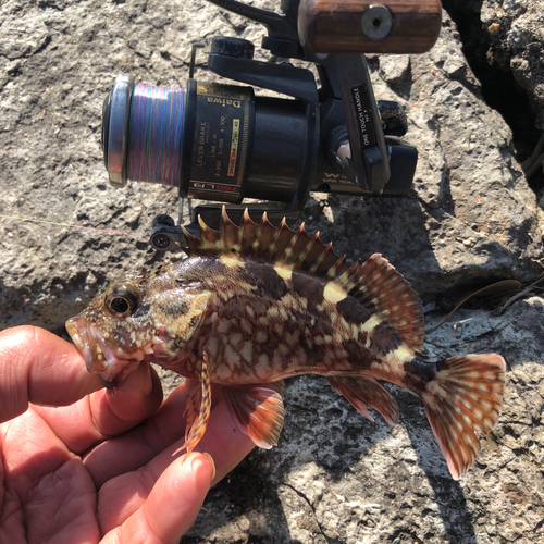 アラカブの釣果