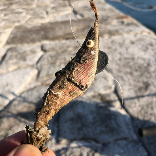 エビの釣果