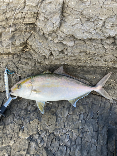 カンパチの釣果