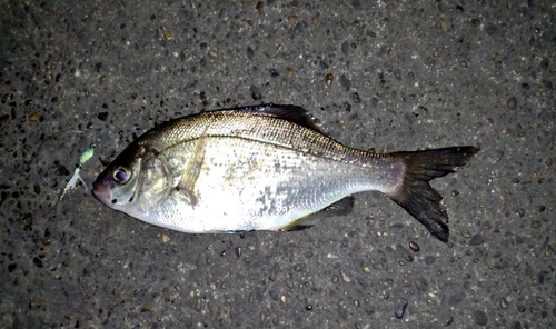 ウミタナゴの釣果