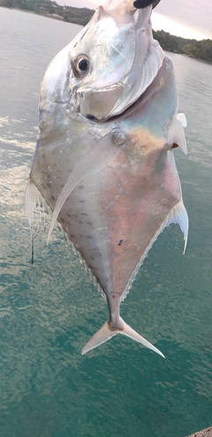 イトヒキアジの釣果