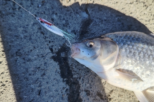 フナの釣果