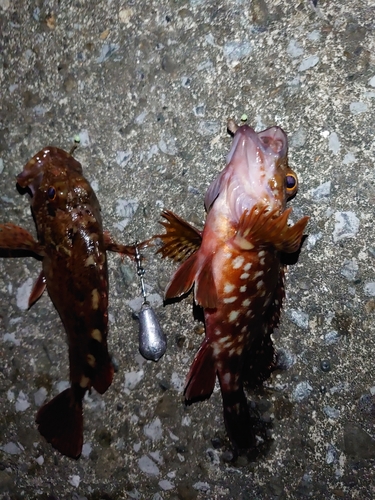 カサゴの釣果