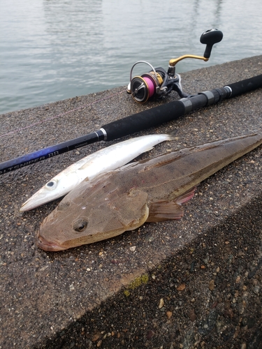 マゴチの釣果