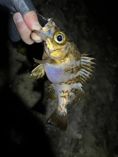 クロメバルの釣果