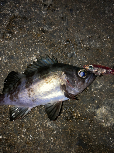 シロメバルの釣果