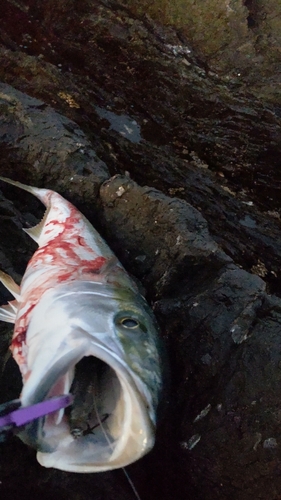 ブリの釣果