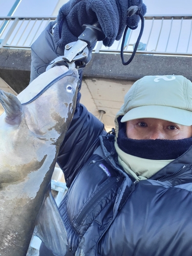 アメリカナマズの釣果