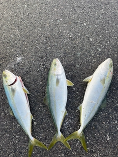 ハマチの釣果