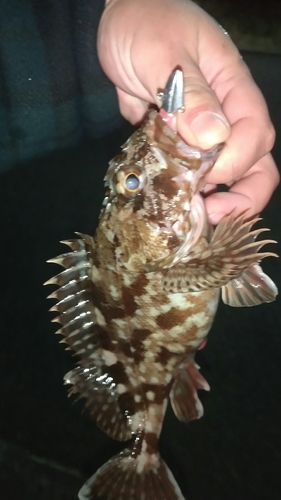 カサゴの釣果