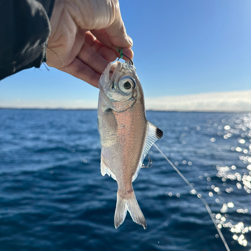 ギンメダイの釣果