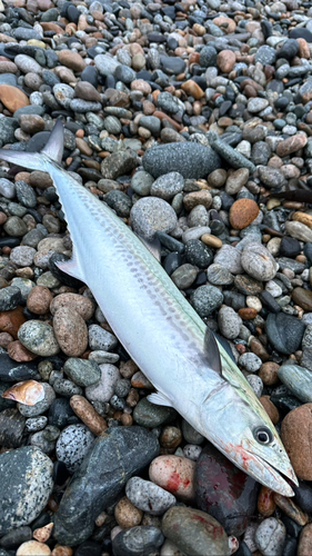 サゴシの釣果