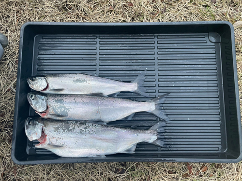 ビワマスの釣果