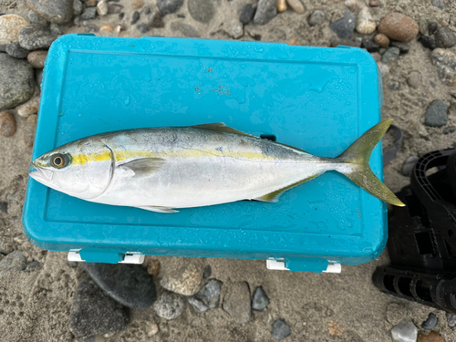 フクラギの釣果