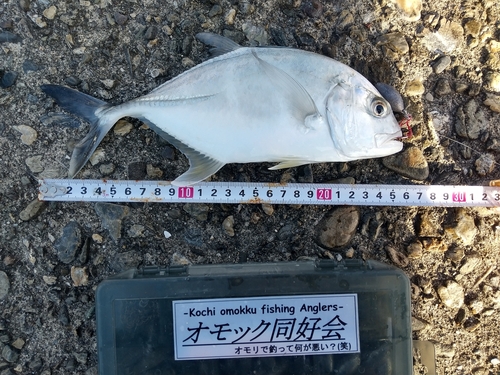 ロウニンアジの釣果