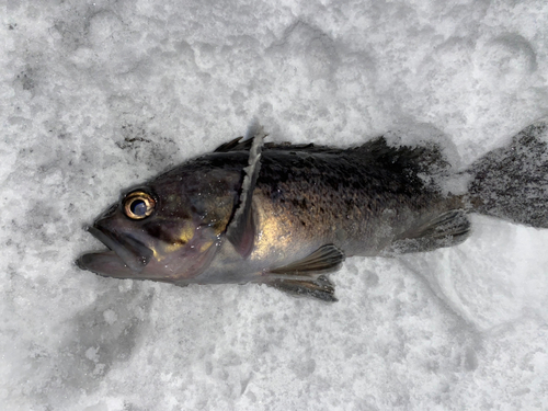 クロソイの釣果