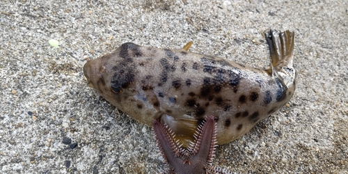 フグの釣果