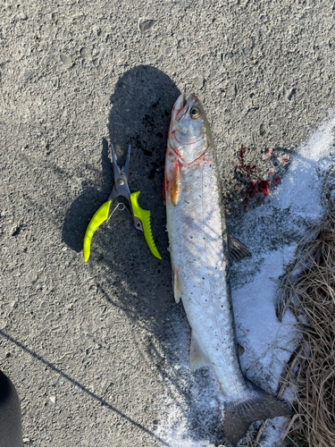 アメマスの釣果