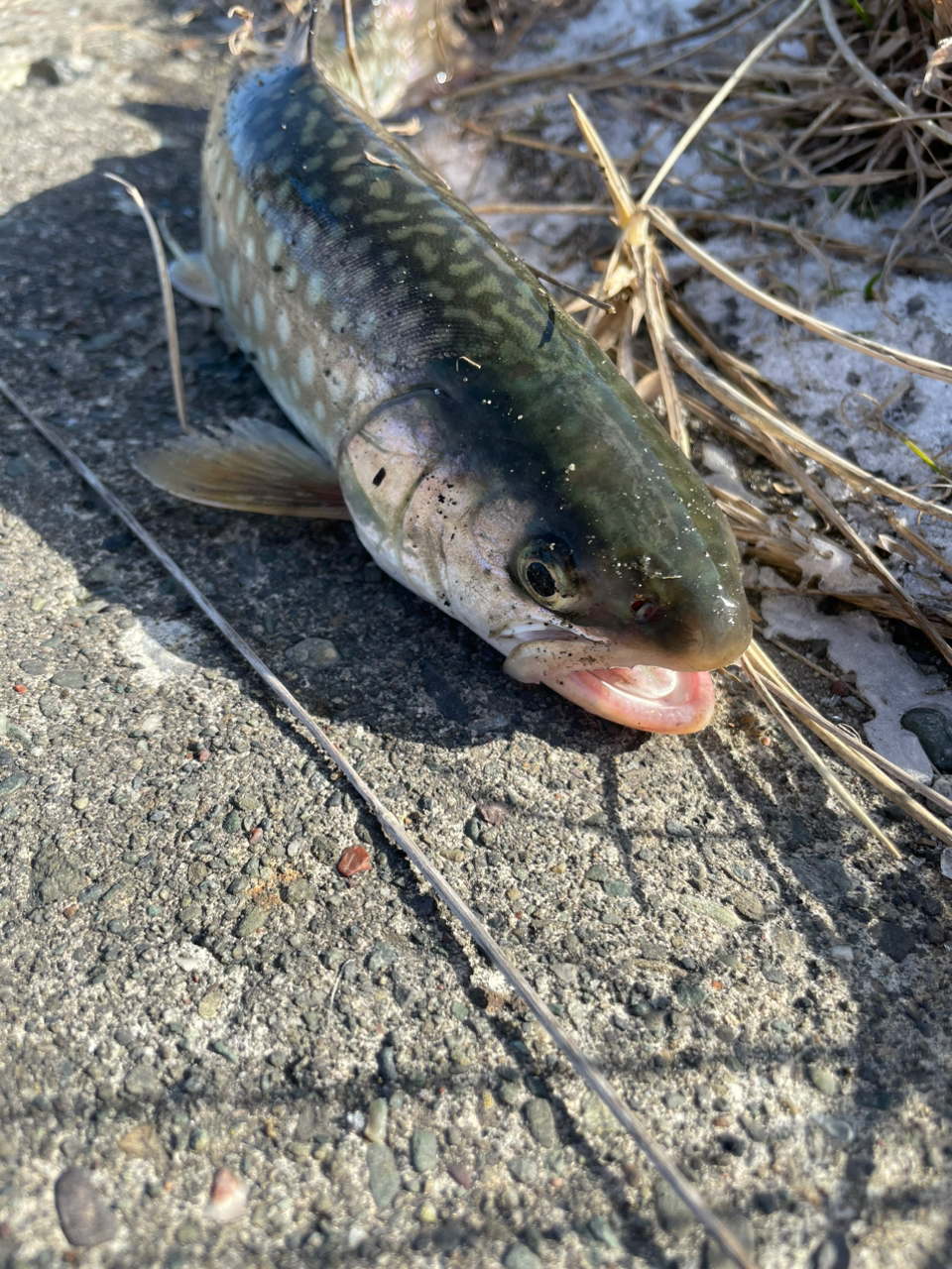 アメマス